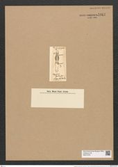 Plagiogramma lyratum Grev. (de-Toni-Nr.: Genus 83, Species 2925) Zeichnungen Sammlung Grunow Nr. 5917 (NHMW-BOT-W0374378)